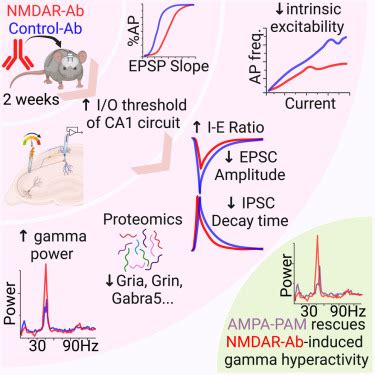 Human NMDAR autoantibodies disrupt excitatory .